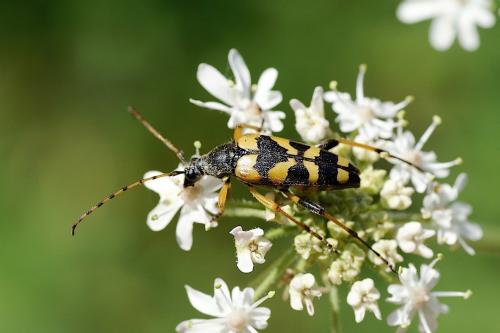 Réf. 145 706 : Rutpela maculata