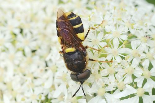 Stratiomys potamida