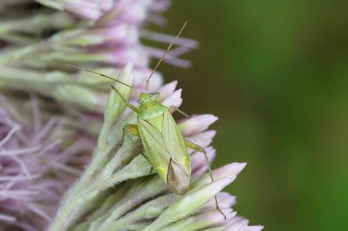 Closterotomus norwegicus