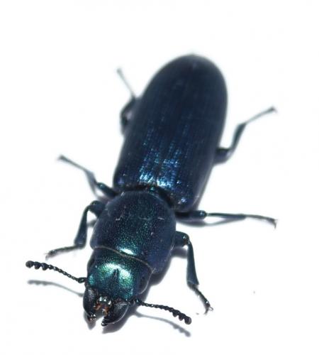 Temnoscheila caerulea
