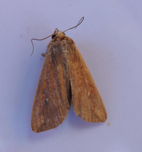 Mythimna unipuncta