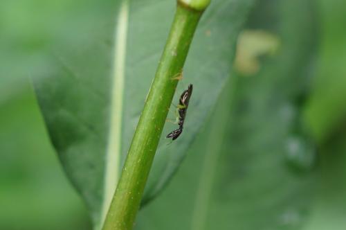 Réf. 145 392 : Heterotoma planicornis