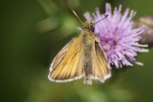 Réf. 145 559 : Thymelicus lineola
