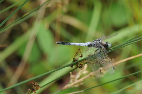 Réf. 145 528 : Orthetrum albistylum