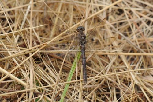 Orthetrum coerulescens