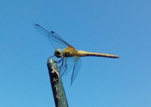 Sympetrum sanguineum
