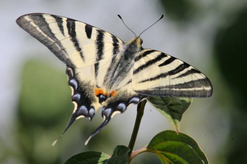 Réf. 145 096 : Iphiclides podalirius