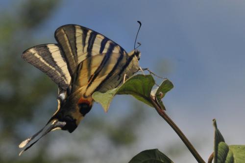 Réf. 145 099 : Iphiclides podalirius
