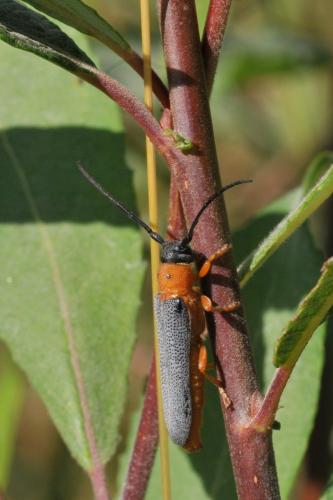 Réf. 145 152 : Oberea oculata