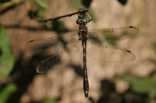 Oxygastra curtisii