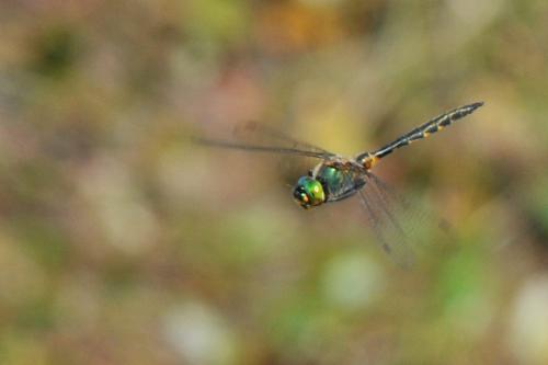 Réf. 145 283 : Somatochlora flavomaculata