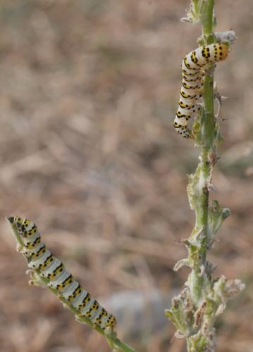 Réf. 145 690 : Cucullia sp.