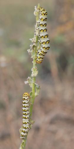 Réf. 145 691 : Cucullia sp.