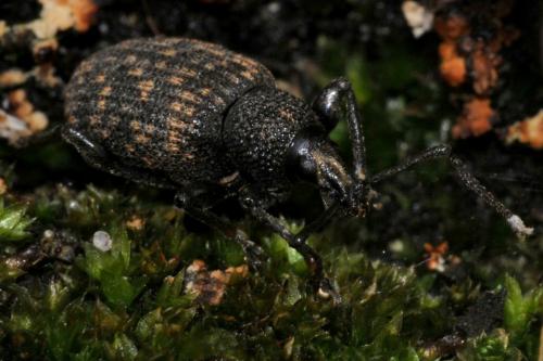 Otiorhynchus sulcatus
