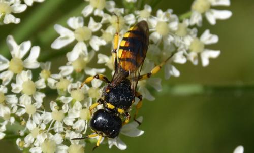 Ectemnius lituratus