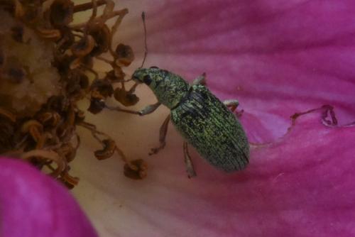 Réf. 145 088 : Polydrusus formosus