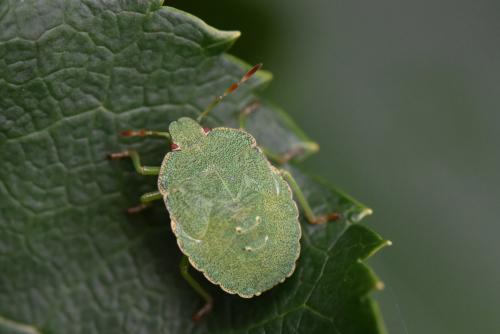 Palomena prasina