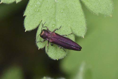 Agrilus sp.