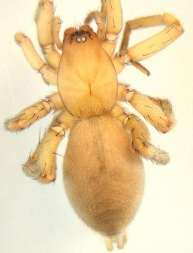 Réf. 145 465 : Drassodes pubescens