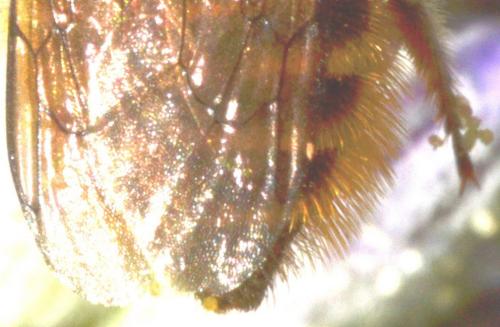 Megachile sp.