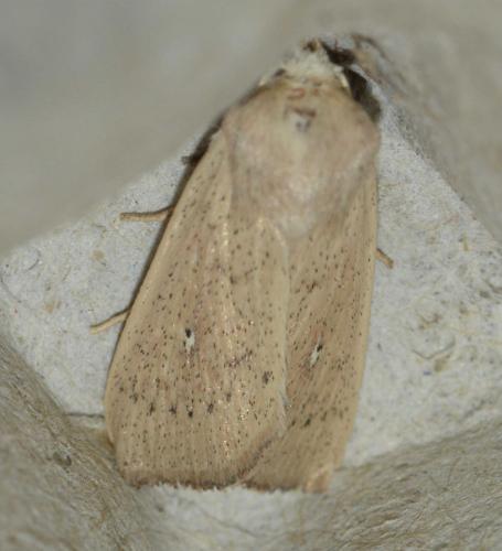 Mythimna sicula