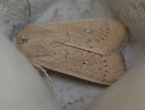 Mythimna sicula