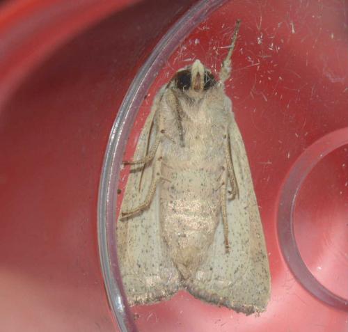 Mythimna sicula
