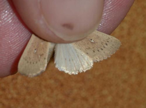 Mythimna sicula