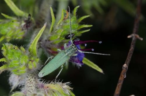 Réf. 145 996 : Opsilia coerulescens