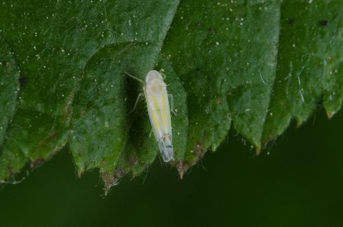 Ribautiana tenerrima
