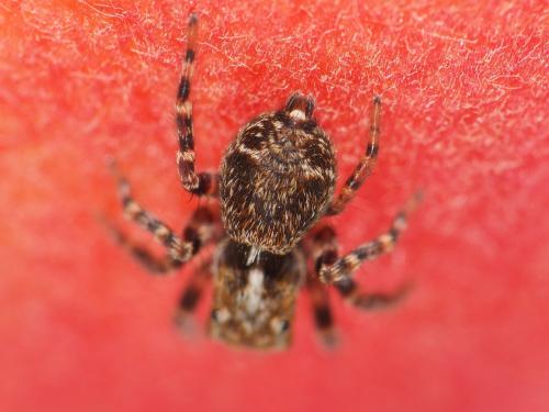 Pseudeuophrys erratica