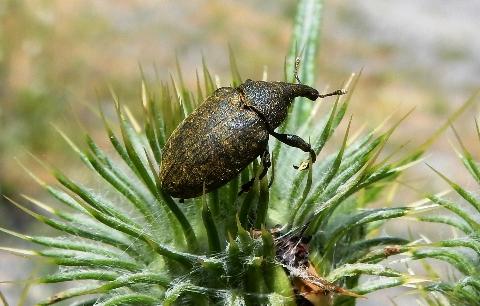 Réf. 145 515 : Larinus sp.