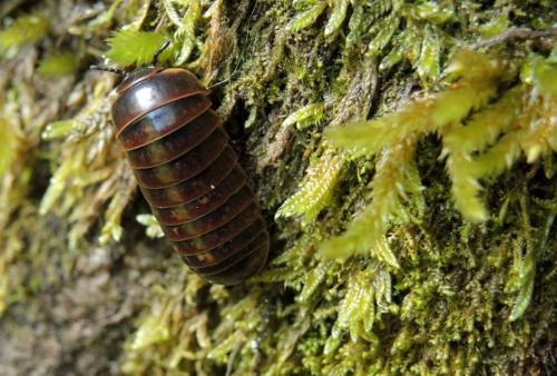 Réf. 145 279 : Loboglomeris rugifera