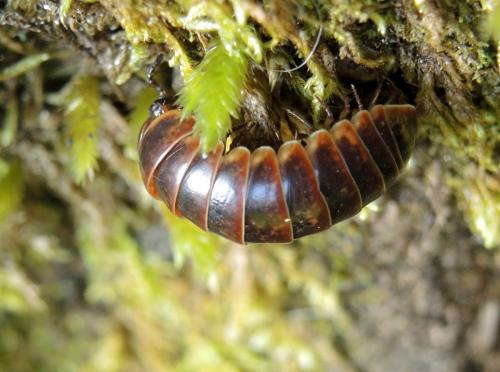 Réf. 145 280 : Loboglomeris rugifera