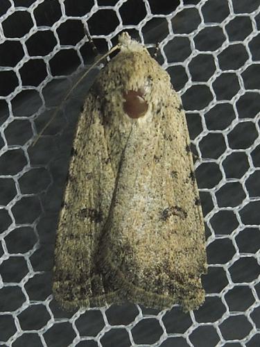 Caradrina sp.
