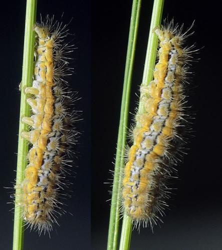 Eilema palliatella