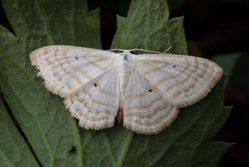 Scopula caricaria