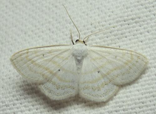 Réf. 145 886 : Scopula caricaria