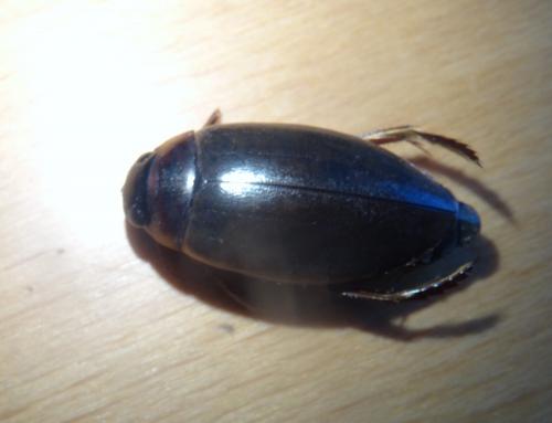 Colymbetes fuscus