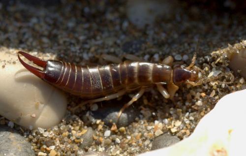 Réf. 145 598 : Anisolabis littorea