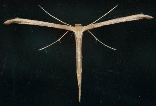 Emmelina monodactyla