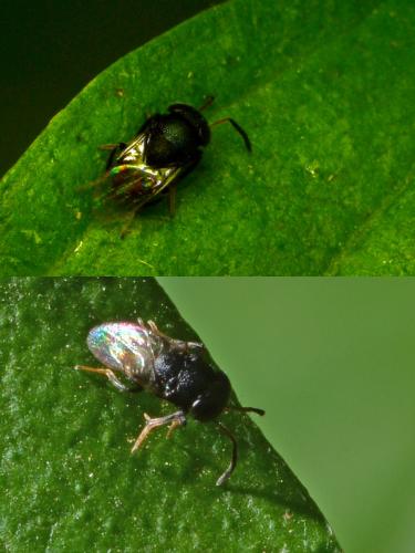 Cowperia areolata