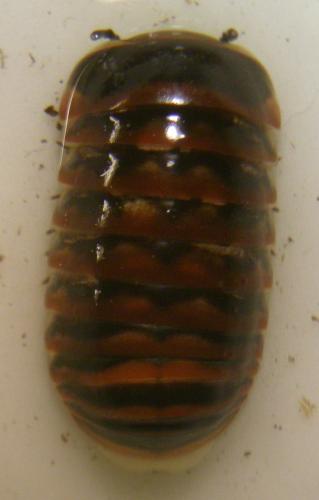 Glomeris transalpina
