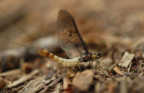 Ephemera danica