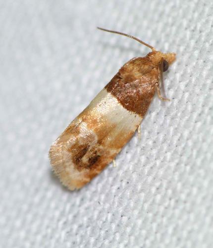Epinotia festivana