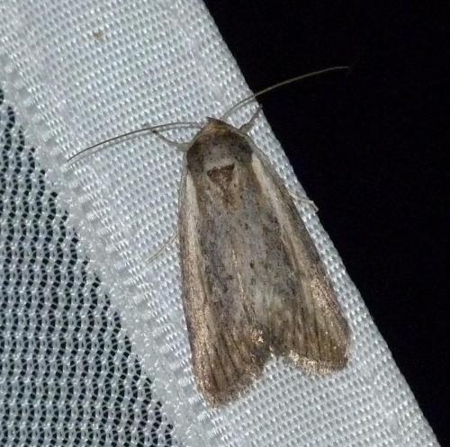 Réf. 145 946 : Epimecia ustula