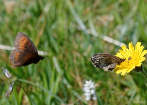Erebia aethiopellus