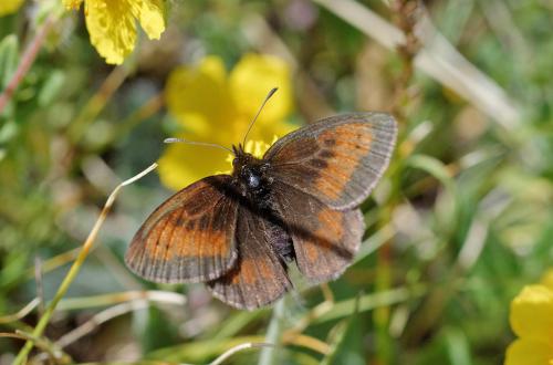 Erebia aethiopellus