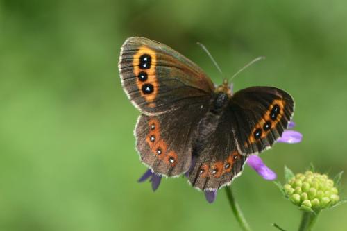 Réf. 145 358 : Erebia aethiops