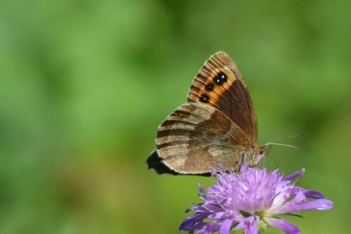 Réf. 145 359 : Erebia aethiops
